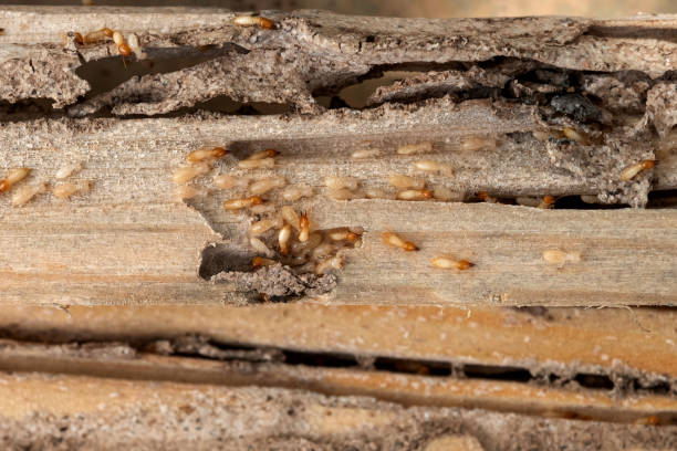 Best Residential Pest Control  in Berry Creek, CA